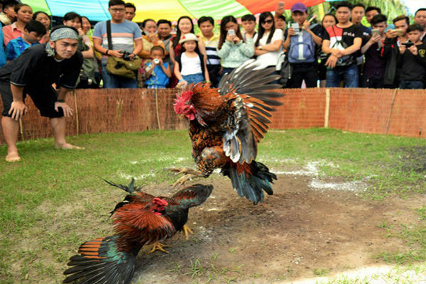 Nhất mình nghĩa là thế nào? cach-xem-hang-do-ga-choi-chuan-va-nhanh-nhat-nhu-the-nao