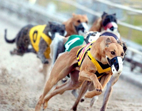 188bet cung cấp cược đua chó ảo chất lượng. Đua chó ảo và các thông tin chi tiết tại nhà cái 188bet