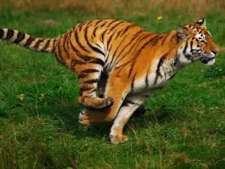Điềm báo giấc mơ thấy bị hổ đuổi