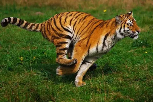 mo-thay-bi-ho-duoi Điềm báo giấc mơ thấy bị hổ đuổi