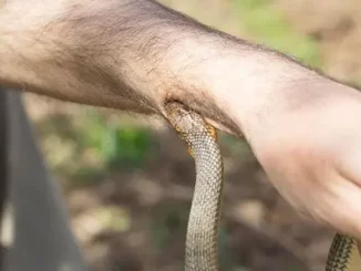 Điềm báo mơ thấy bị rắn cắn