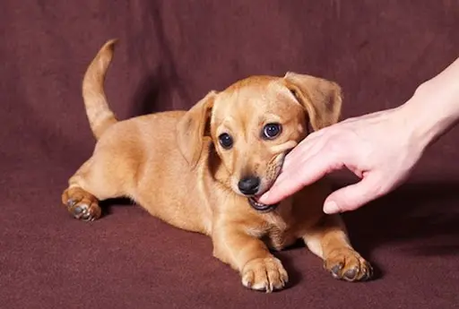 Mơ thấy chó cắn chảy máu Mơ bị chó cắn