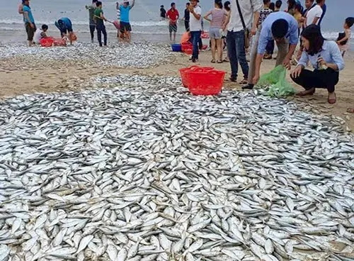 diem-bao-mo-thay-bai-ca Điềm báo mơ thấy bãi cá