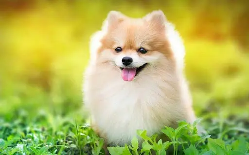 diem-bao-mo-thay-cho Mơ thấy chó