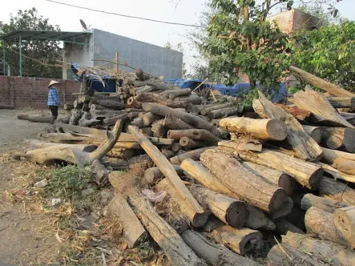 Nằm mơ thấy bó củi tươi là điềm báo gì Nằm mơ thấy bó củi tươi