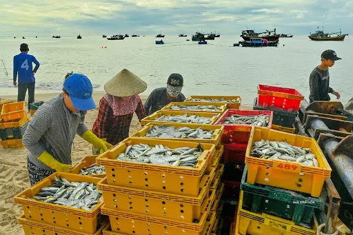 Điềm báo khi mơ thấy bãi cá to Giấc mơ thấy bãi cá to