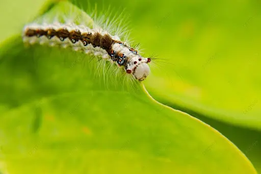 mo-thay-sau-bo Mơ thấy sâu bọ