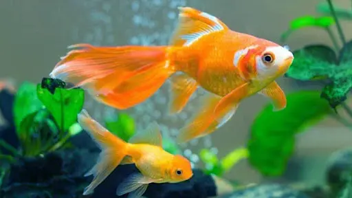 mo-thay-ca-vang mơ thấy cá vàng